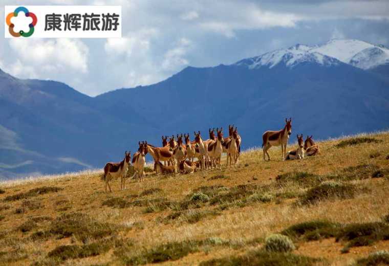 魯朗林海、國(guó)際旅游小鎮(zhèn)